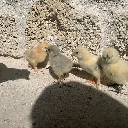 Ferienhaus La Memoire De Paulette *