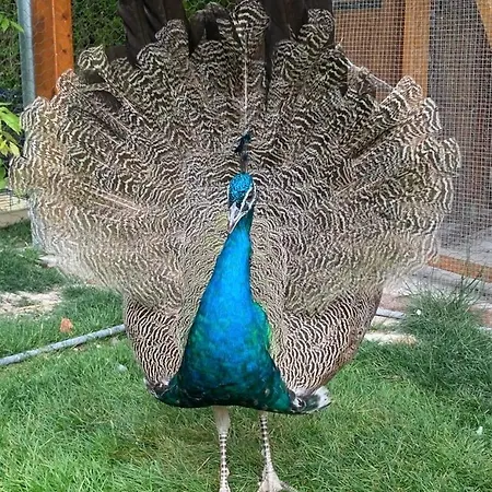 Ferienhaus La Memoire De Paulette